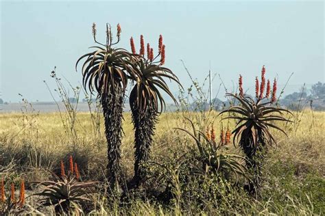 Quais S O Os Diferentes Tipos De Aloe Idamas News