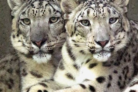 White Leopard