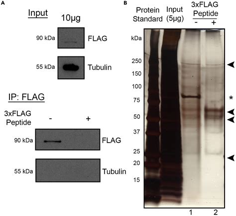 Cell Press Star Protocols