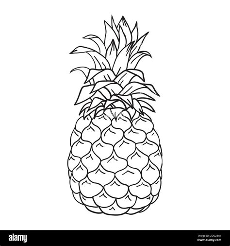 Freehand Drawn Black And White Cartoon Pineapple Stoc
