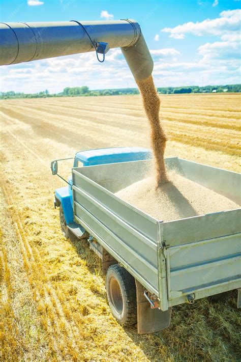 Premium Photo | Wheat harvesting