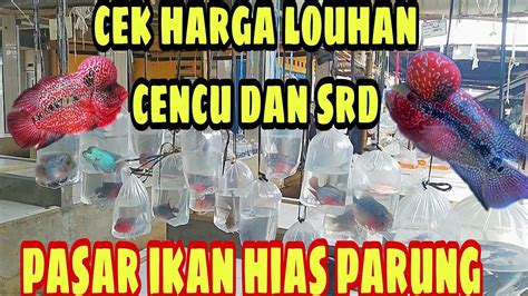 UPDATE HARGA IKAN LOUHAN CENCU DAN SRD PASAR IKAN HIAS PARUNG TERBARU