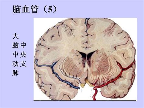 颅脑横断层解剖学word文档在线阅读与下载免费文档