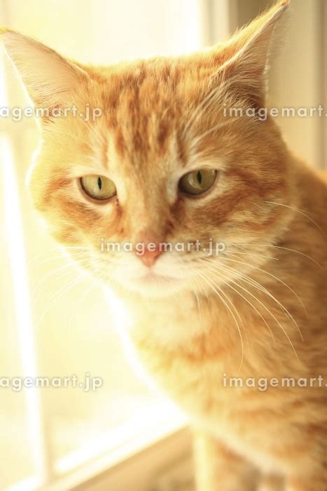 茶トラ猫の写真素材 24538095 イメージマート