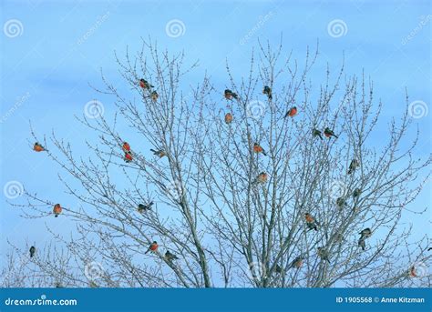 Birds Of A Feather Flock Together Stock Photo Image Of Meeting Brood