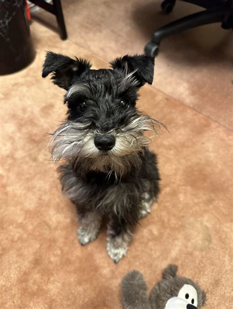 Anyone Else Have A Mini Toy Schnauzer R Schnauzers