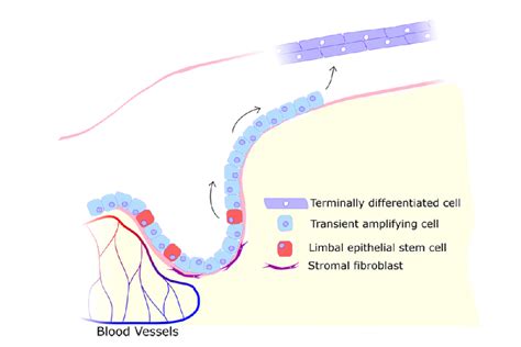 Ag Corneal Stem Cell Biology Zentrum F R Augenheilkunde