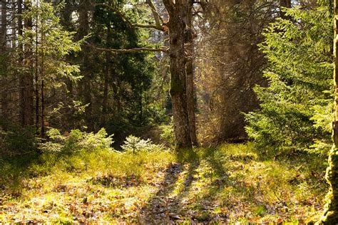 En Riktig Urskog Halleberg Jonny Vesterdahl Flickr