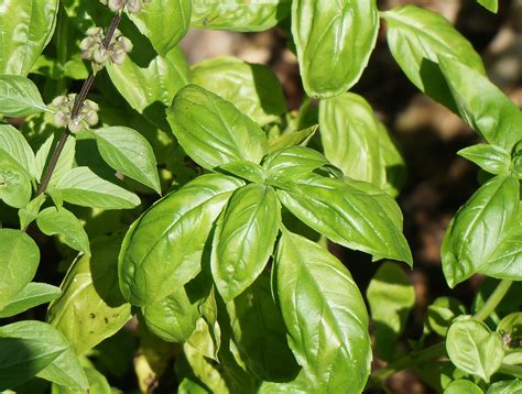 Free Images Nature Leaf Flower Food Green Cooking Ingredient