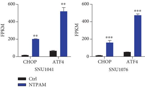 Atf4 And Chop Are Key Regulators Of Ntpam Induced Hnc Cell Death A