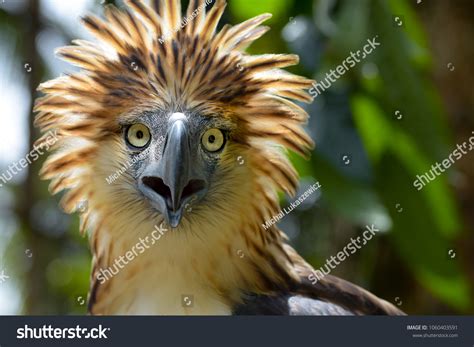 Philippine Eagle Pithecophaga Jefferyi One Most Stock Photo 1060403591 ... 