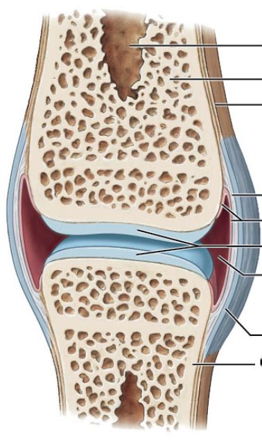 Figure 8 1a Structure Of Synovial Joint Diagram Quizlet