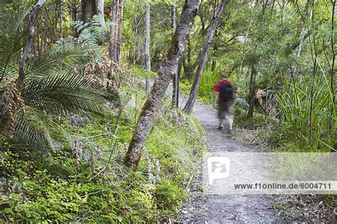 Mann Wandern In Warren Nationalpark Pemberton Western Australia