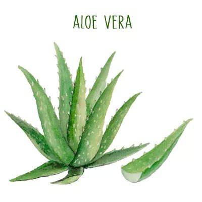 Aloe vera la planta para todo qué es dónde encontrala y composición