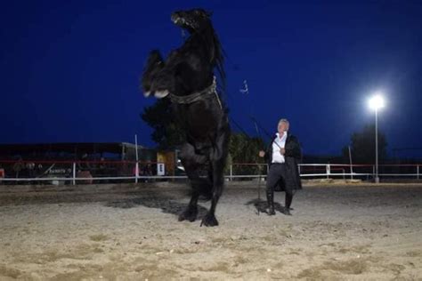 Cavalli Sotto Le Stelle La Festa Maremmana Estate Maremma