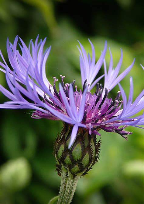 Free Images Nature Blossom Petal Bloom Summer Herb Produce