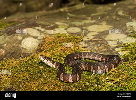 Northern Water Snake Stock Photo Alamy