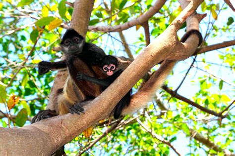 Visit Corcovado National Park Costa Rica Untouched Nature Wildlife