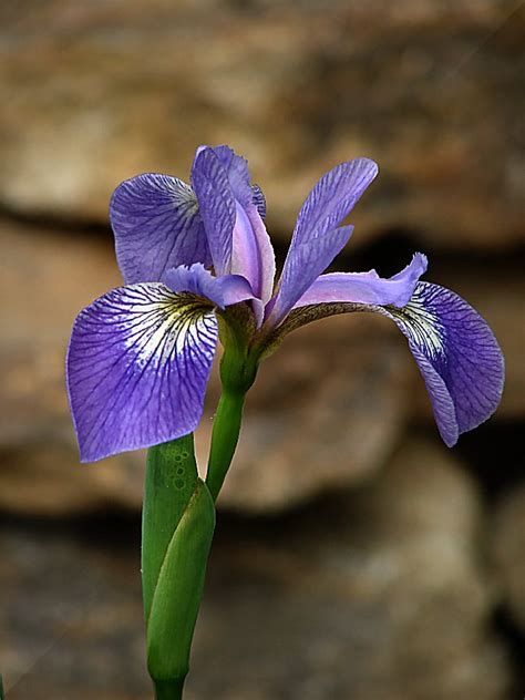 Blue Iris