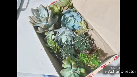 Unboxing Cactus And Succulents From Benguet 2 Youtube