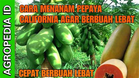 Cara Menanam Pepaya California Agar Cepat Berbuah Lebat Youtube