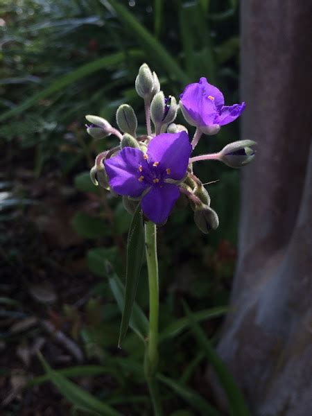 Spiderwort Project Noah