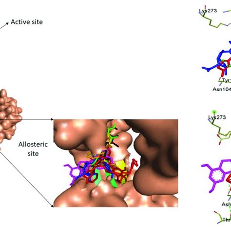 A Superimposition At The Allosteric Site Of The Co Crystal Structure