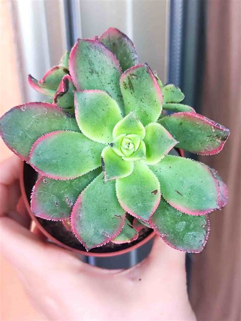 Aeonium Haworthii Kiwi Suculenta Con Amor