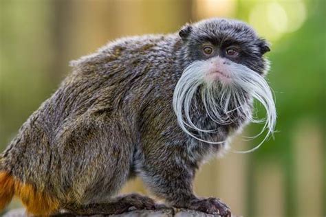 Emperor Tamarin Facts You'll Be Grateful You Know - Animal Media Foundation