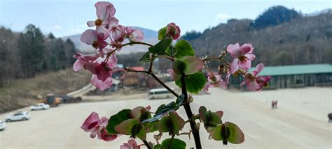 四季秋海棠：日月峡国家森林公园 中国自然保护区生物标本资源共享平台