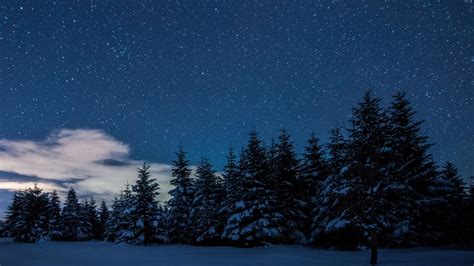 Night Snowy Forest