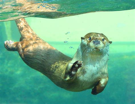 Dive Into The World Of River Otters Unveiling Their Amazing