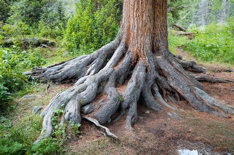 Ein Kraftvolles Wurzelsystem Einer Kiefer In Einem Dichten Wald