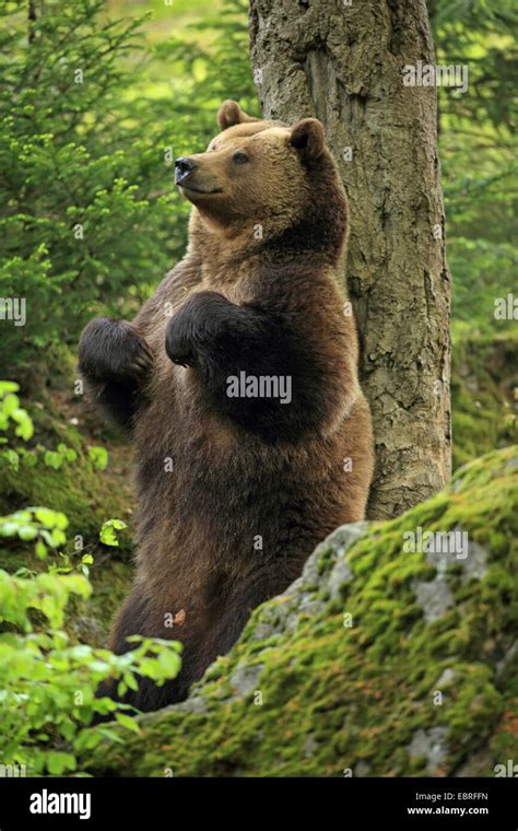 European Brown Bear Ursus Arctos Arctos Rubbing With Its Back