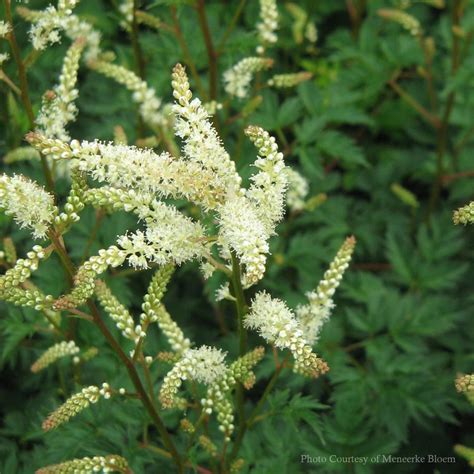 Aruncus Aethusifolius Noble Spirits Dwarf Goat S Beard From Sandy S