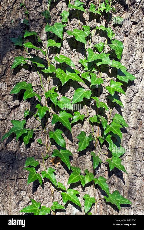 Ivy Ordinarias O Ivy Escalada Lat Hedera Helix Los Vientos En El