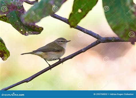 Common Chiffchaff Leaf Warbler Stock Photo Image Of Birding Wing