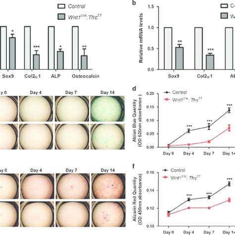 Impaired Osteochondrogenic Differentiation In Wnt1 Cre Tfrc Ff