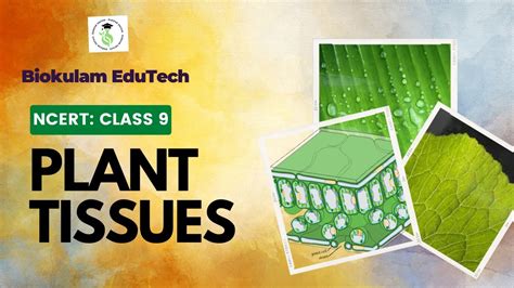 Plant Tissues Class 9 Chapter 6 Tissues Part 1 Youtube