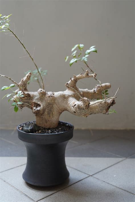 Commiphora Drake Sp Brockmanii Furniture Home Living Gardening