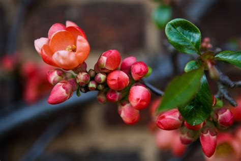 Free Images Nature Branch Blossom Fruit Berry Leaf Flower