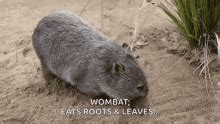 Wombat GIFs | Tenor