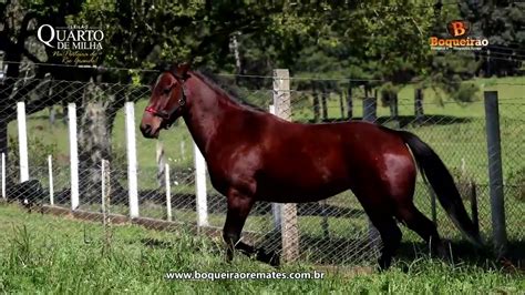 Lote Cobi Ada Pep Branco Leil O Quarto De Milha Vacaria Rs