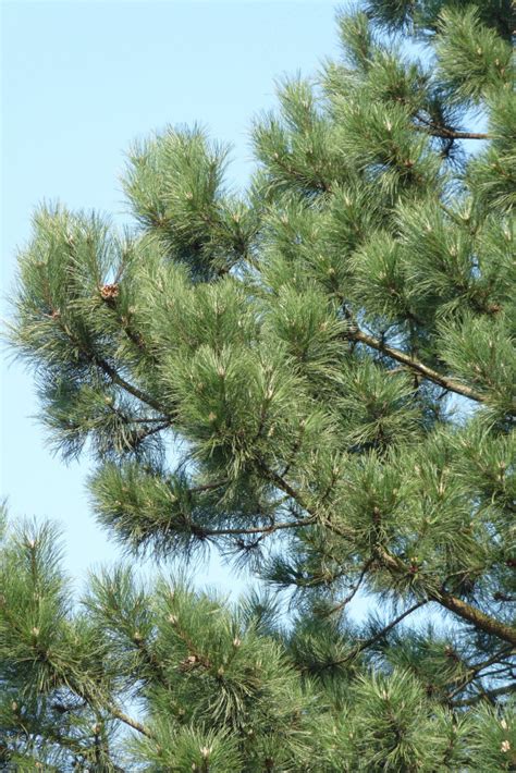 Pinus Nigra Subsp Nigra Oostenrijkse Den Zwarte Den Pijnboom