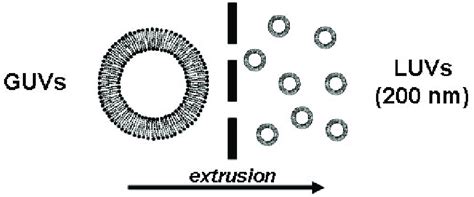 4 Schematic Representation Of A Guv Extrusion Through Pores Of A Download Scientific Diagram