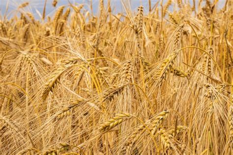 Premium Photo Wheat Grows In The Field Spikelet Close Up Postcard