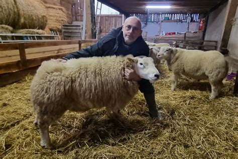 Vosges Soncourt verrier et éleveur de brebis Texel il se rendra au