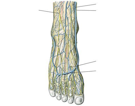 Dorsal Veins of the Foot Quiz