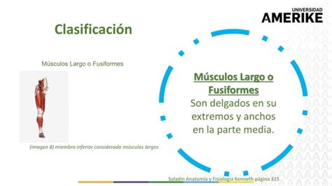 Anatomia I Sistema Muscular Generalidades Pptx