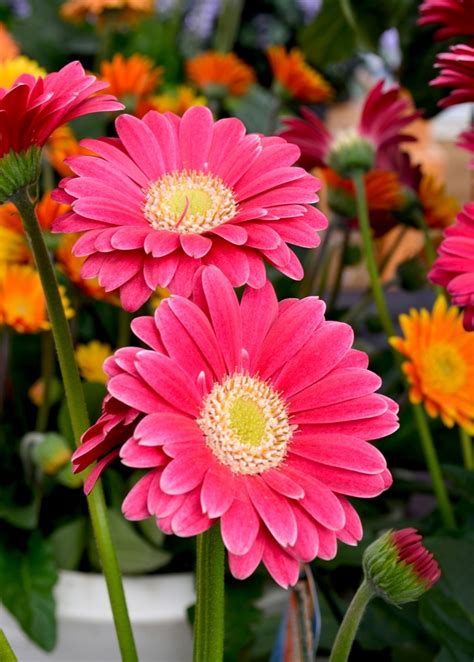 Gerbera Jamesonii Gerbera Daisy The Flower Spot